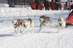 Lenk 2012 SM